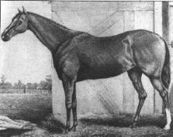 Race Horse Lecomte